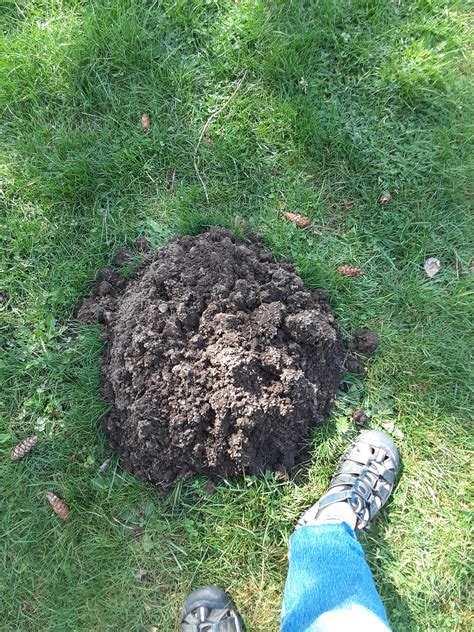 This huge mole hill in my yard : r/mildlyinteresting