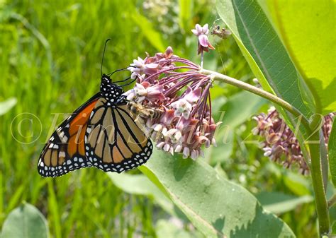 Monarch Butterfly Common Milkweed Asclepias syriaca Honey Bee©Kim Smith ...