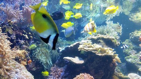 Happy Friday 5 - National Aquarium at Baltimore Harbor - Kernut the Blond