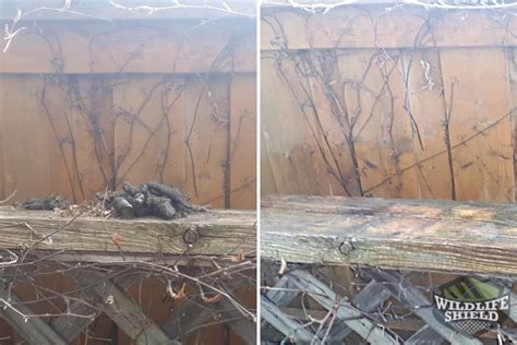 Case Study: Raccoon Feces Removal from Fence in Brampton