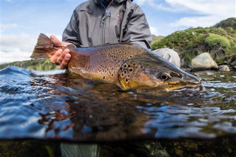 Patagonia, Chile Fly Fishing Trips, Lodges & Guides | Yellow Dog Flyfishing