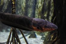 Electric Eels Free Stock Photo - Public Domain Pictures