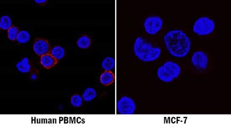 Human CD45 Antibody MAB14301-100: R&D Systems