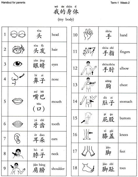 Parts of the body | Chinese language words, Chinese language learning, Chinese language writing