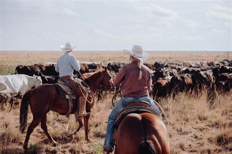 Cattle Rustling: Causes, Prevention, Punishment - JOUAV