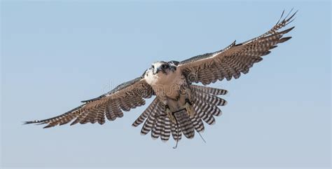 Male Saker Falcon during a Falconry Flight Show in Dubai, UAE. Stock ...