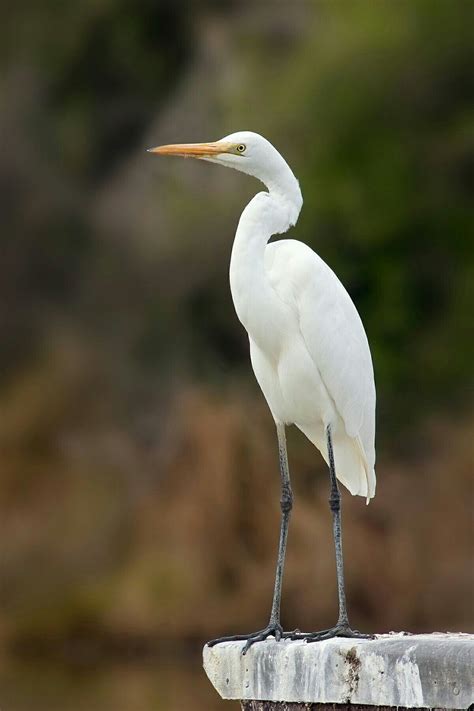 Eastern great egret, Ardea (alba) modesta | Birds, Heron photography ...