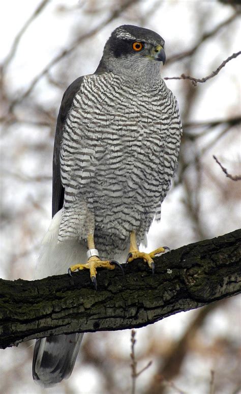 Northern goshawk (Accipiter gentilis)