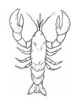 Crustacean Coloring Page Pages sketch template