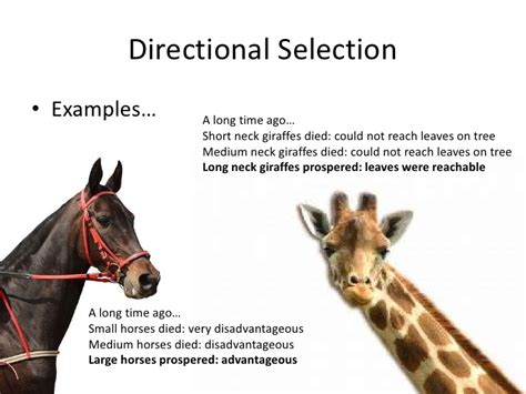 Directional Selection | Definition & Types