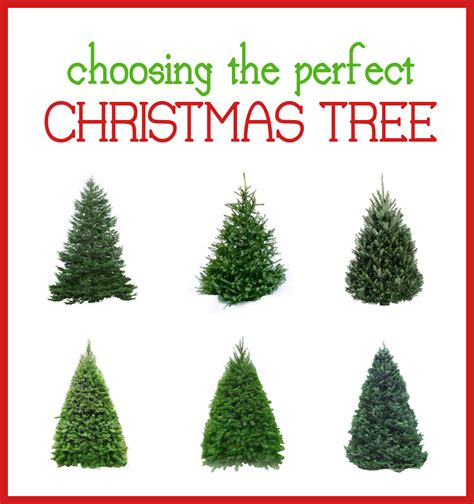 Types Of Christmas Trees | Cheap Filing Cabinets