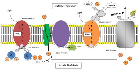 Describe How Atp Is Produced In The Light Dependent Reactions - Wasfa Blog