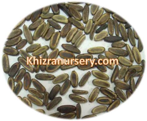 Delonix Regia Seeds For Sale In Bulk, 1Kg, 20Kg - Khizra Nursery