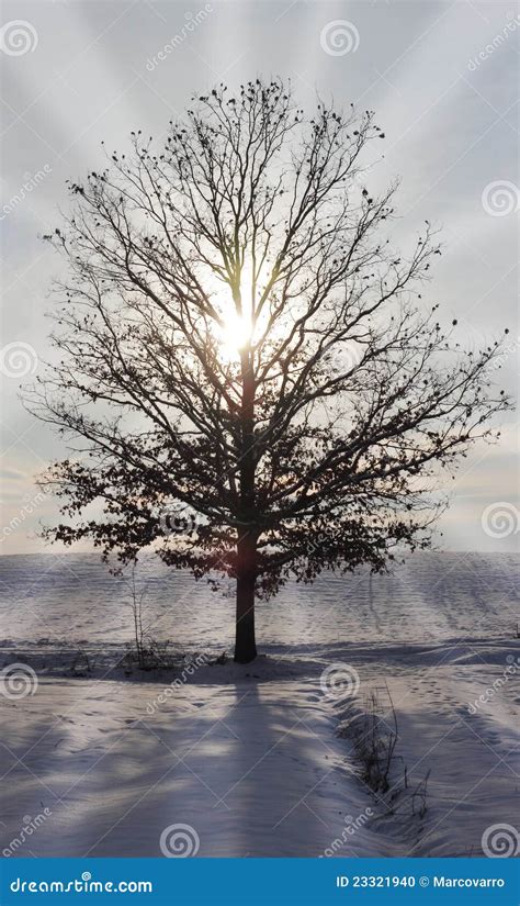 Oak tree sunset stock photo. Image of frost, tree, white - 23321940