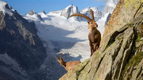 Animals in the Alps - Mountain Animals and Where You Can Find Them