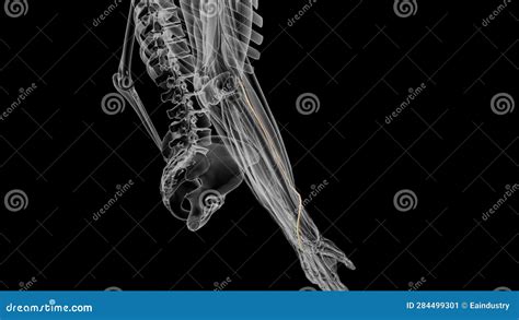 Superficial Branch of the Radial Nerve Stock Video - Video of catheterization, heart: 284499301