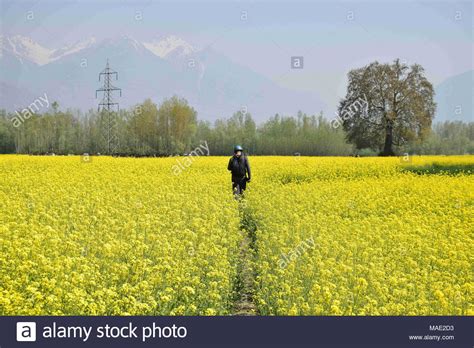 Mustard Crop Field India High Resolution Stock Photography and Images - Alamy