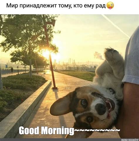 Create meme "good morning friends, good morning funny dogs, good" - Pictures - Meme-arsenal.com