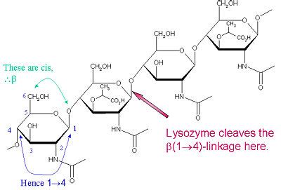 Hen Egg-White (HEW) Lysozyme - Proteopedia, life in 3D