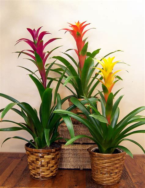 How to take care of your indoor Bromeliads – Bromeliad Society of New South Wales