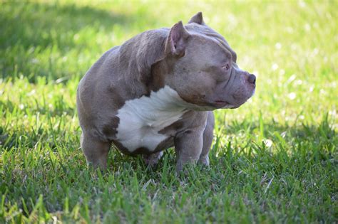 THE TOP 10 DOG FOODS, SUPPLEMENTS, & TRAINING TO BUILD MUSCLE IN THE AMERICAN BULLY BREED ...