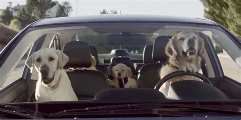 Dogs driving cars