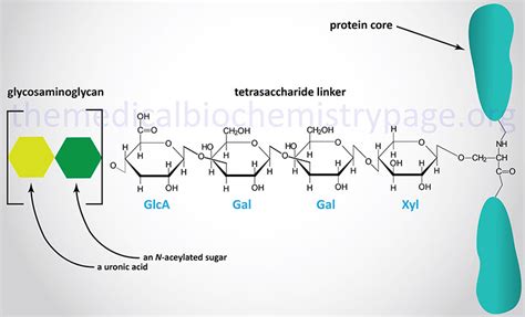 Glycosaminoglycans and Proteoglycans - The Medical Biochemistry Page