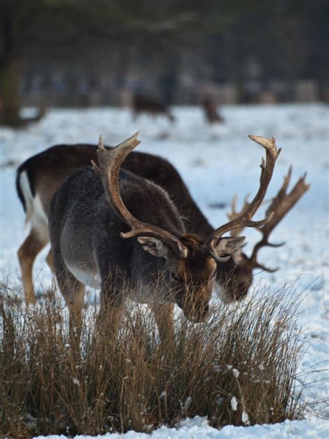 Snowy Deer 06 - Jan 10 by mszafran on DeviantArt