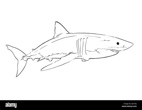 great white shark illustration Stock Photo - Alamy