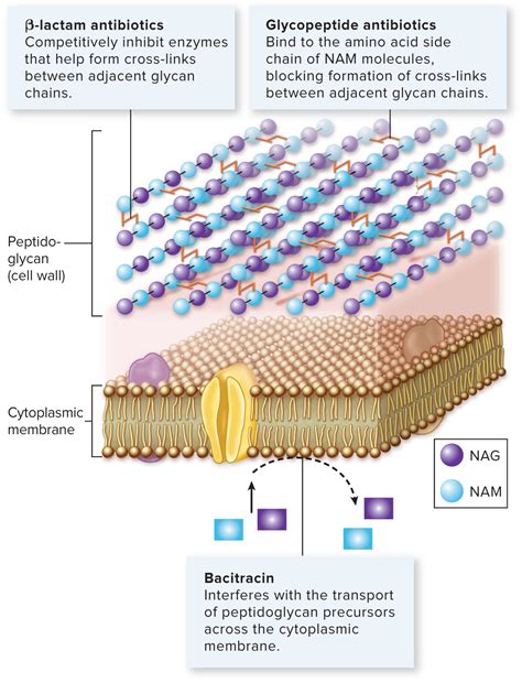 Peptidoglycan Cell Wall - KaitinWalton