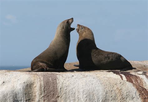 Cape Fur Seal {Arctocephalus pusillus}