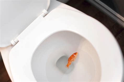 Before you flush, call this fish rescue service in D-FW