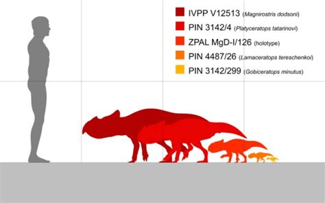 Bagaceratops | Small-Horned Dino of the Late Cretaceous