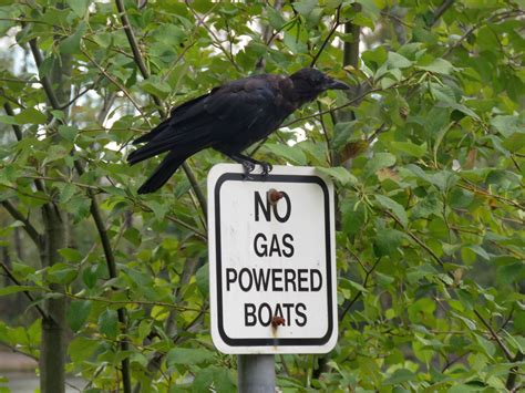 Crow And Sign Free Stock Photo - Public Domain Pictures