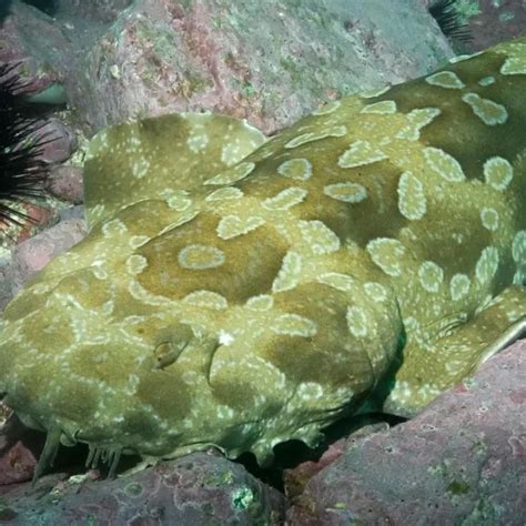 Spotted wobbegong - Facts, Diet, Habitat & Pictures on Animalia.bio