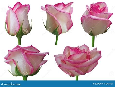 Rose Growth Stages Stock Photo - Image: 52283019