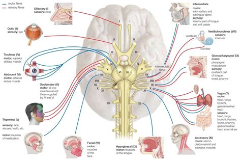 Cranial Nerves Function Chart