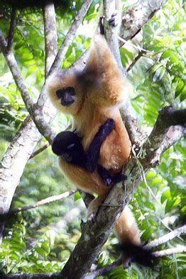 Hainan black crested gibbon (Nomascus hainanus)-China, about 20 left ...