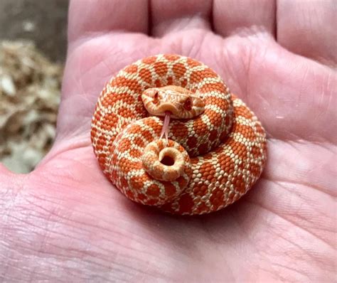 Best Screen Snake Pet hognose Style We often get questions about what’s ...