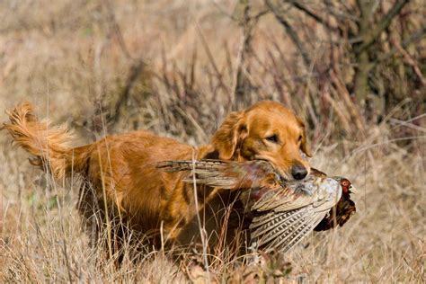 Hunting Dog Profile: The Happy, People-Pleasing Golden Retriever ...