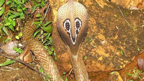 This Venomous Snakes Identification Quiz Is Really Hard, So We'll Be ...