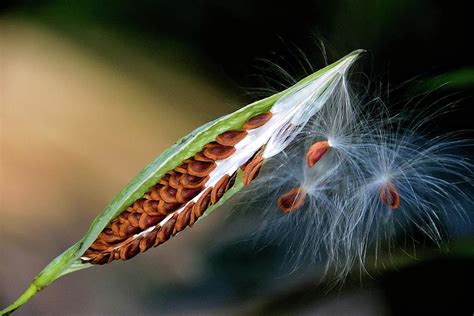 Flying seeds Photograph by Xavier Rodriguez Martinez - Fine Art America