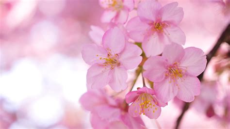 🔥 [75+] Sakura Wallpapers | WallpaperSafari