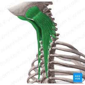 Semispinalis capitis: Anatomy, innervation, action | Kenhub