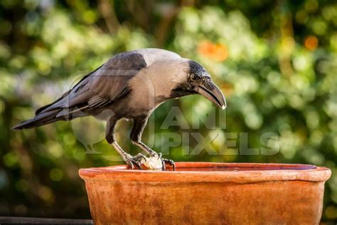 Thirsty crow drinking from water bowl in city in India with green ...