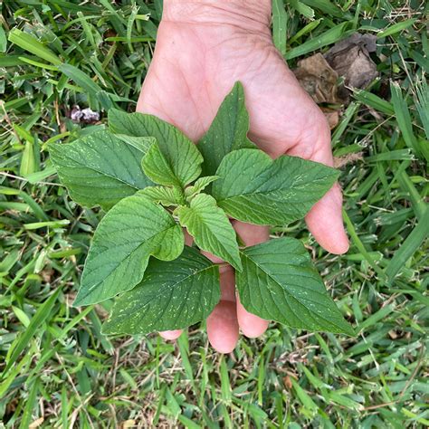 WEEDS IDENTIFICATION