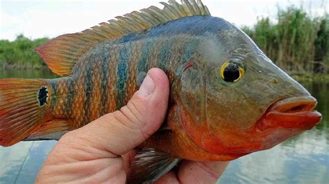 Southern Kayak Kronicles: Exotic panfish are making a comeback in The 'Glades after the 2010 freeze