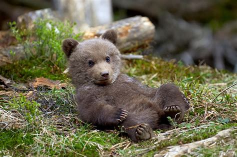 Wild Brown Bear Cub Closeup Stock Photo - Download Image Now - iStock