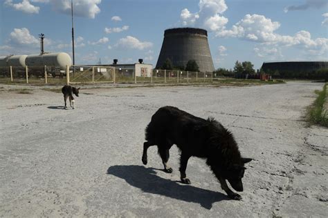 Chernobyl Dogs Are Experiencing Rapid Evolution