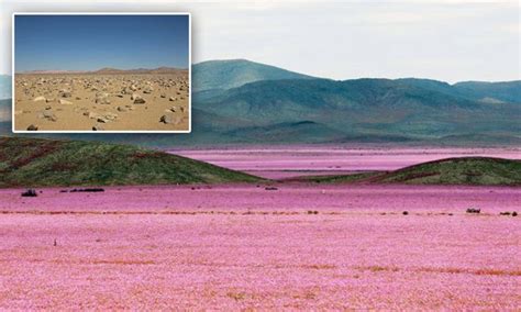 When it rains on the world's driest desert a colour explosion occurs | Dry desert, When it rains ...